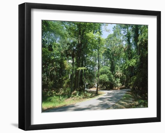 Sub Tropical Forest, Hunting Island State Park, South Carolina, USA-Duncan Maxwell-Framed Photographic Print