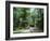 Sub Tropical Forest, Hunting Island State Park, South Carolina, USA-Duncan Maxwell-Framed Photographic Print