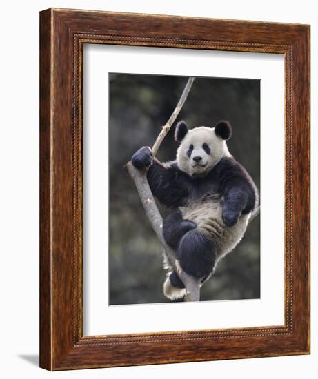 Subadult Giant Panda Climbing in a Tree Wolong Nature Reserve, China-Eric Baccega-Framed Photographic Print