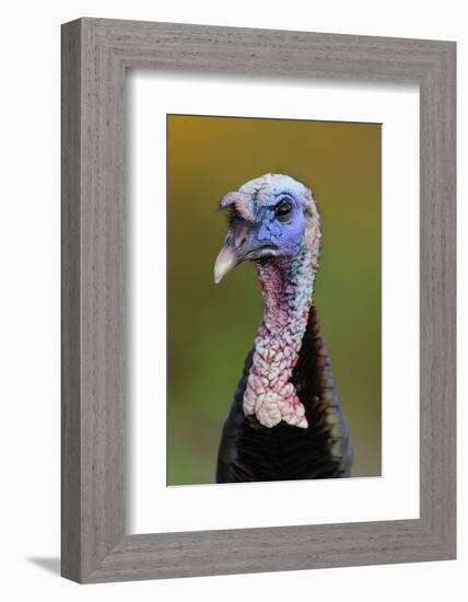 Subadult Male Wild Turkey (Meleagris Gallopavo) in Alternate (Breeding) Plumage-Gerrit Vyn-Framed Photographic Print
