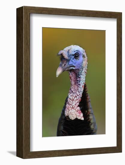 Subadult Male Wild Turkey (Meleagris Gallopavo) in Alternate (Breeding) Plumage-Gerrit Vyn-Framed Photographic Print