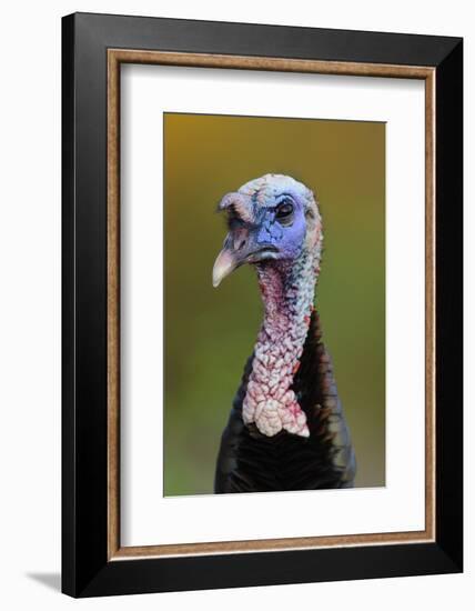 Subadult Male Wild Turkey (Meleagris Gallopavo) in Alternate (Breeding) Plumage-Gerrit Vyn-Framed Photographic Print