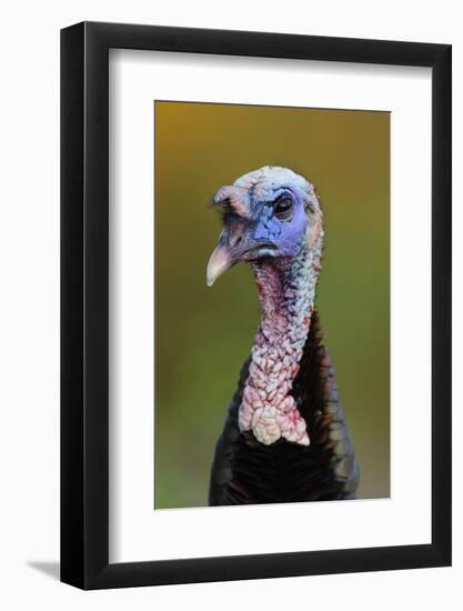 Subadult Male Wild Turkey (Meleagris Gallopavo) in Alternate (Breeding) Plumage-Gerrit Vyn-Framed Photographic Print