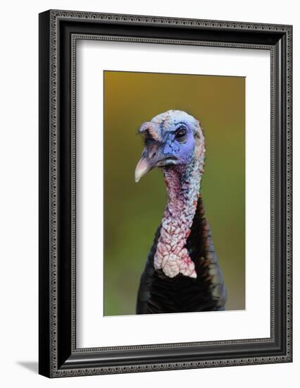 Subadult Male Wild Turkey (Meleagris Gallopavo) in Alternate (Breeding) Plumage-Gerrit Vyn-Framed Photographic Print