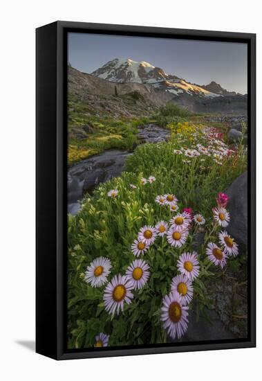 Subalpine Daisy and Wildflowers Along Panorama Trail and Paradise River, Mt. Rainier National Park-Gary Luhm-Framed Premier Image Canvas