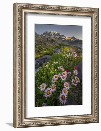 Subalpine Daisy and Wildflowers Along Panorama Trail and Paradise River, Mt. Rainier National Park-Gary Luhm-Framed Photographic Print