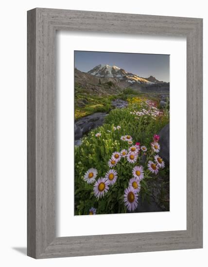 Subalpine Daisy and Wildflowers Along Panorama Trail and Paradise River, Mt. Rainier National Park-Gary Luhm-Framed Photographic Print