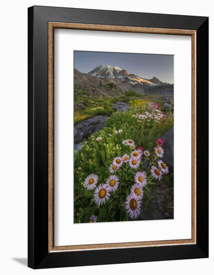 Subalpine Daisy and Wildflowers Along Panorama Trail and Paradise River, Mt. Rainier National Park-Gary Luhm-Framed Photographic Print