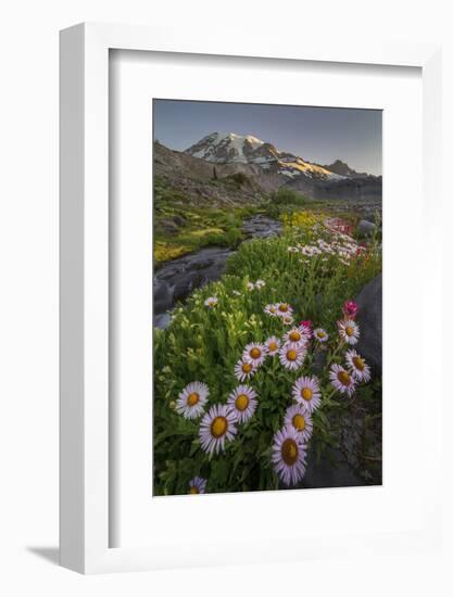 Subalpine Daisy and Wildflowers Along Panorama Trail and Paradise River, Mt. Rainier National Park-Gary Luhm-Framed Photographic Print