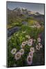 Subalpine Daisy and Wildflowers Along Panorama Trail and Paradise River, Mt. Rainier National Park-Gary Luhm-Mounted Photographic Print