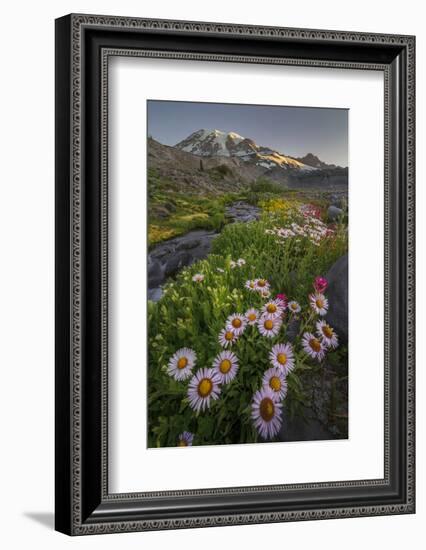 Subalpine Daisy and Wildflowers Along Panorama Trail and Paradise River, Mt. Rainier National Park-Gary Luhm-Framed Photographic Print