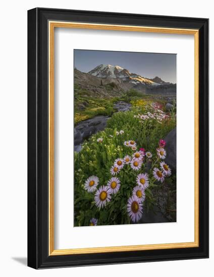 Subalpine Daisy and Wildflowers Along Panorama Trail and Paradise River, Mt. Rainier National Park-Gary Luhm-Framed Photographic Print