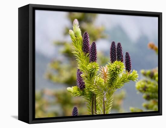 Subalpine Fir (Abies Bifolia)-Bob Gibbons-Framed Premier Image Canvas