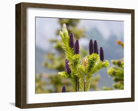 Subalpine Fir (Abies Bifolia)-Bob Gibbons-Framed Photographic Print