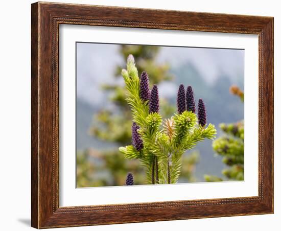 Subalpine Fir (Abies Bifolia)-Bob Gibbons-Framed Photographic Print