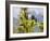 Subalpine Fir (Abies Bifolia)-Bob Gibbons-Framed Photographic Print