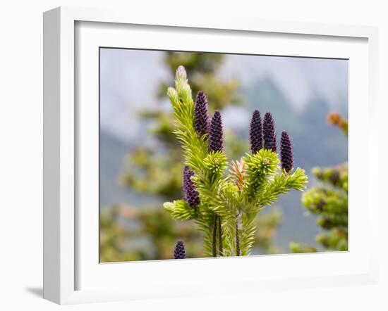 Subalpine Fir (Abies Bifolia)-Bob Gibbons-Framed Photographic Print