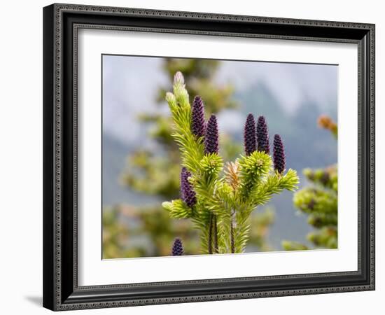 Subalpine Fir (Abies Bifolia)-Bob Gibbons-Framed Photographic Print