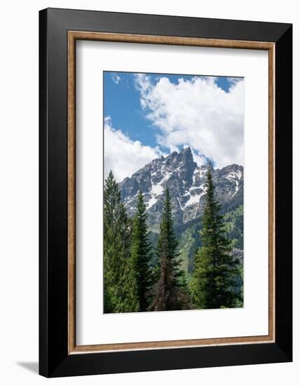 Subalpine fir, Grand Tetons, Grand Teton National Park, Wyoming, USA-Roddy Scheer-Framed Photographic Print