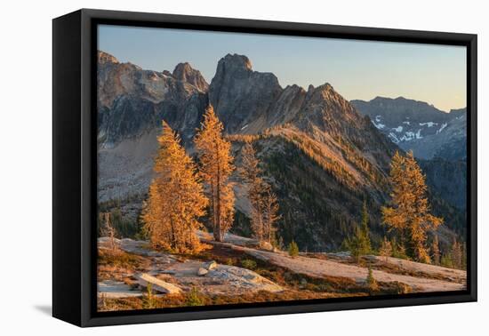 Subalpine Larches autumn color at Cutthroat Pass. North Cascades, Washington State-Alan Majchrowicz-Framed Premier Image Canvas