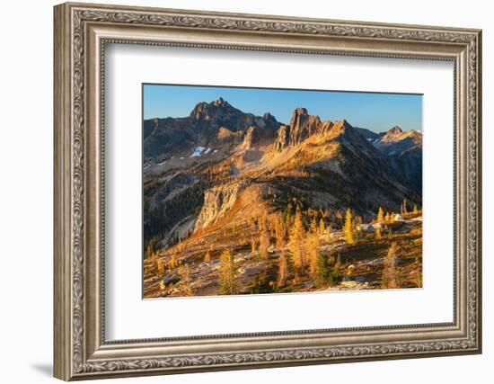 Subalpine Larches in golden autumn color at Cutthroat Pass. North Cascades, Washington State-Alan Majchrowicz-Framed Photographic Print