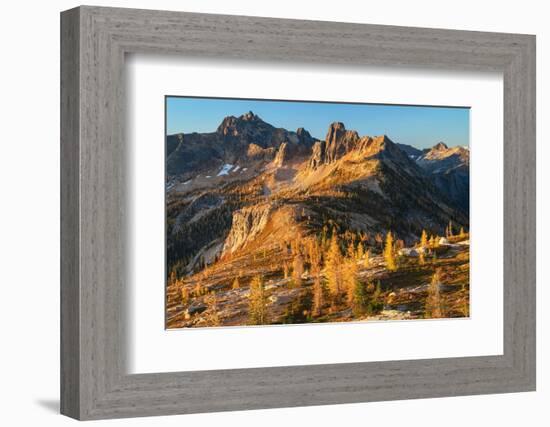 Subalpine Larches in golden autumn color at Cutthroat Pass. North Cascades, Washington State-Alan Majchrowicz-Framed Photographic Print