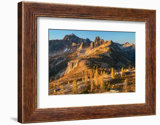 Subalpine Larches in golden autumn color at Cutthroat Pass. North Cascades, Washington State-Alan Majchrowicz-Framed Photographic Print