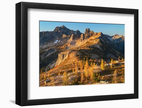 Subalpine Larches in golden autumn color at Cutthroat Pass. North Cascades, Washington State-Alan Majchrowicz-Framed Photographic Print