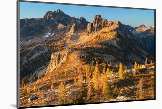 Subalpine Larches in golden autumn color at Cutthroat Pass. North Cascades, Washington State-Alan Majchrowicz-Mounted Photographic Print