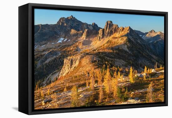 Subalpine Larches in golden autumn color at Cutthroat Pass. North Cascades, Washington State-Alan Majchrowicz-Framed Premier Image Canvas