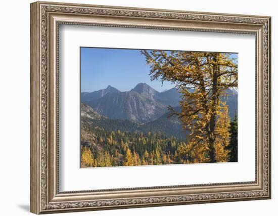 Subalpine Larches in golden autumn color. North Cascades National Park, Washington State.-Alan Majchrowicz-Framed Photographic Print