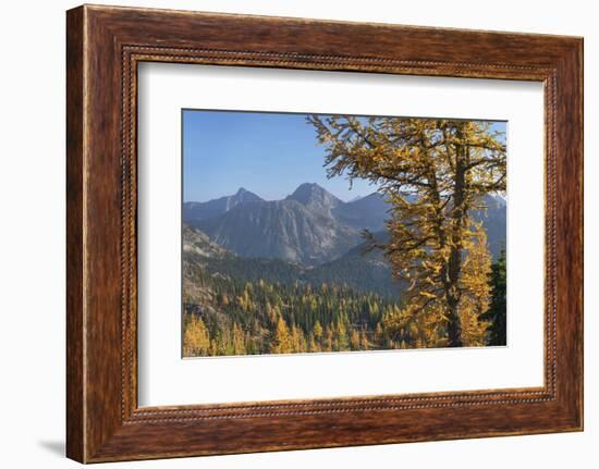 Subalpine Larches in golden autumn color. North Cascades National Park, Washington State.-Alan Majchrowicz-Framed Photographic Print