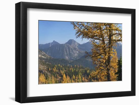 Subalpine Larches in golden autumn color. North Cascades National Park, Washington State.-Alan Majchrowicz-Framed Photographic Print