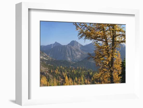 Subalpine Larches in golden autumn color. North Cascades National Park, Washington State.-Alan Majchrowicz-Framed Photographic Print