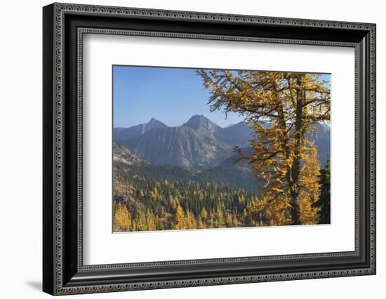 Subalpine Larches in golden autumn color. North Cascades National Park, Washington State.-Alan Majchrowicz-Framed Photographic Print