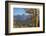 Subalpine Larches in golden autumn color. North Cascades National Park, Washington State.-Alan Majchrowicz-Framed Photographic Print