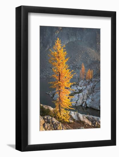 Subalpine Larches in golden autumn color. Stiletto Lake, North Cascades NP, Washington State-Alan Majchrowicz-Framed Photographic Print