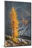 Subalpine Larches in golden autumn color. Stiletto Lake, North Cascades NP, Washington State-Alan Majchrowicz-Mounted Photographic Print