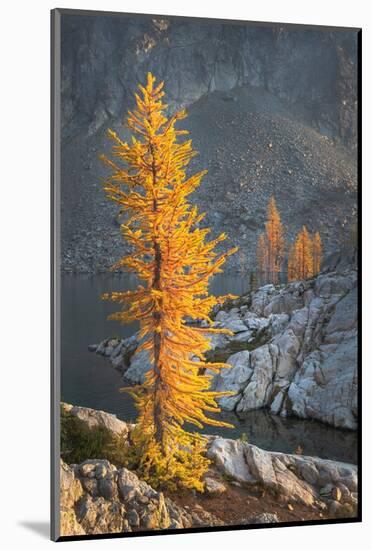 Subalpine Larches in golden autumn color. Stiletto Lake, North Cascades NP, Washington State-Alan Majchrowicz-Mounted Photographic Print