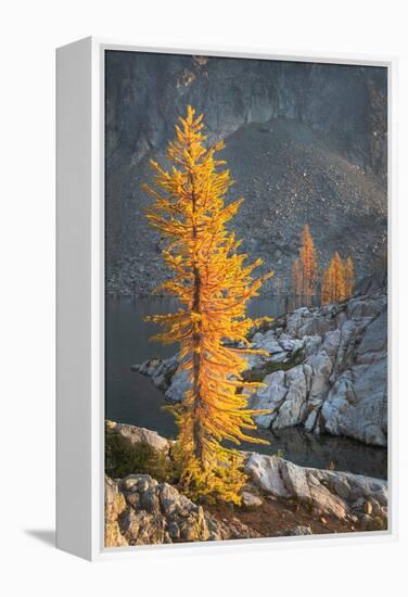 Subalpine Larches in golden autumn color. Stiletto Lake, North Cascades NP, Washington State-Alan Majchrowicz-Framed Premier Image Canvas