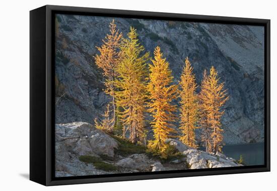 Subalpine Larches in golden autumn color. Stiletto Lake, North Cascades NP, Washington State-Alan Majchrowicz-Framed Premier Image Canvas