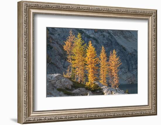 Subalpine Larches in golden autumn color. Stiletto Lake, North Cascades NP, Washington State-Alan Majchrowicz-Framed Photographic Print