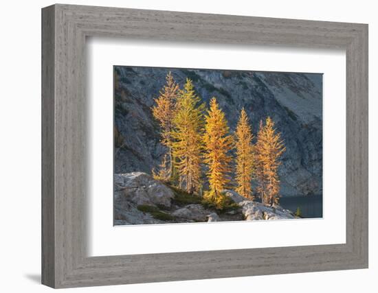 Subalpine Larches in golden autumn color. Stiletto Lake, North Cascades NP, Washington State-Alan Majchrowicz-Framed Photographic Print