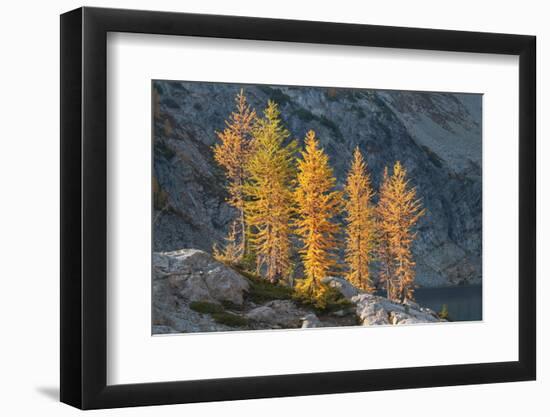 Subalpine Larches in golden autumn color. Stiletto Lake, North Cascades NP, Washington State-Alan Majchrowicz-Framed Photographic Print