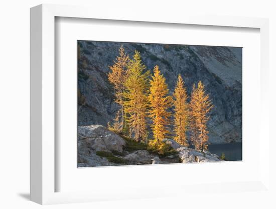 Subalpine Larches in golden autumn color. Stiletto Lake, North Cascades NP, Washington State-Alan Majchrowicz-Framed Photographic Print