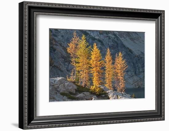 Subalpine Larches in golden autumn color. Stiletto Lake, North Cascades NP, Washington State-Alan Majchrowicz-Framed Photographic Print