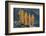 Subalpine Larches in golden autumn color. Stiletto Lake, North Cascades NP, Washington State-Alan Majchrowicz-Framed Photographic Print