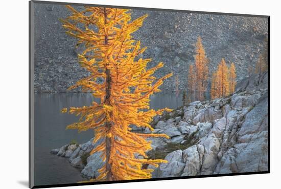 Subalpine Larches in golden autumn color. Stiletto Lake, North Cascades NP, Washington State-Alan Majchrowicz-Mounted Photographic Print