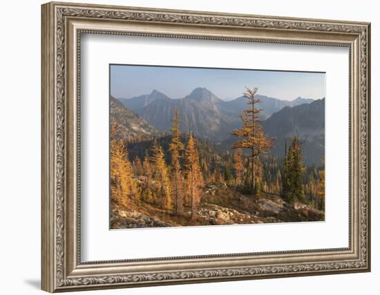 Subalpine Larches in golden autumn color. Stiletto Lake, North Cascades NP, Washington.-Alan Majchrowicz-Framed Photographic Print