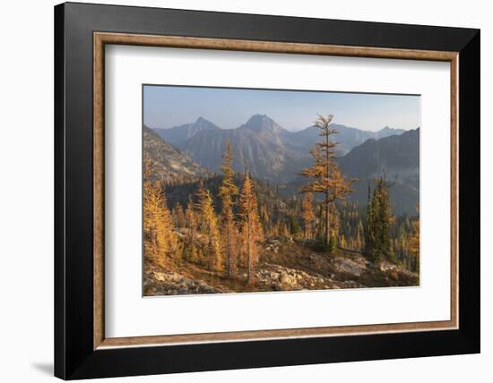 Subalpine Larches in golden autumn color. Stiletto Lake, North Cascades NP, Washington.-Alan Majchrowicz-Framed Photographic Print